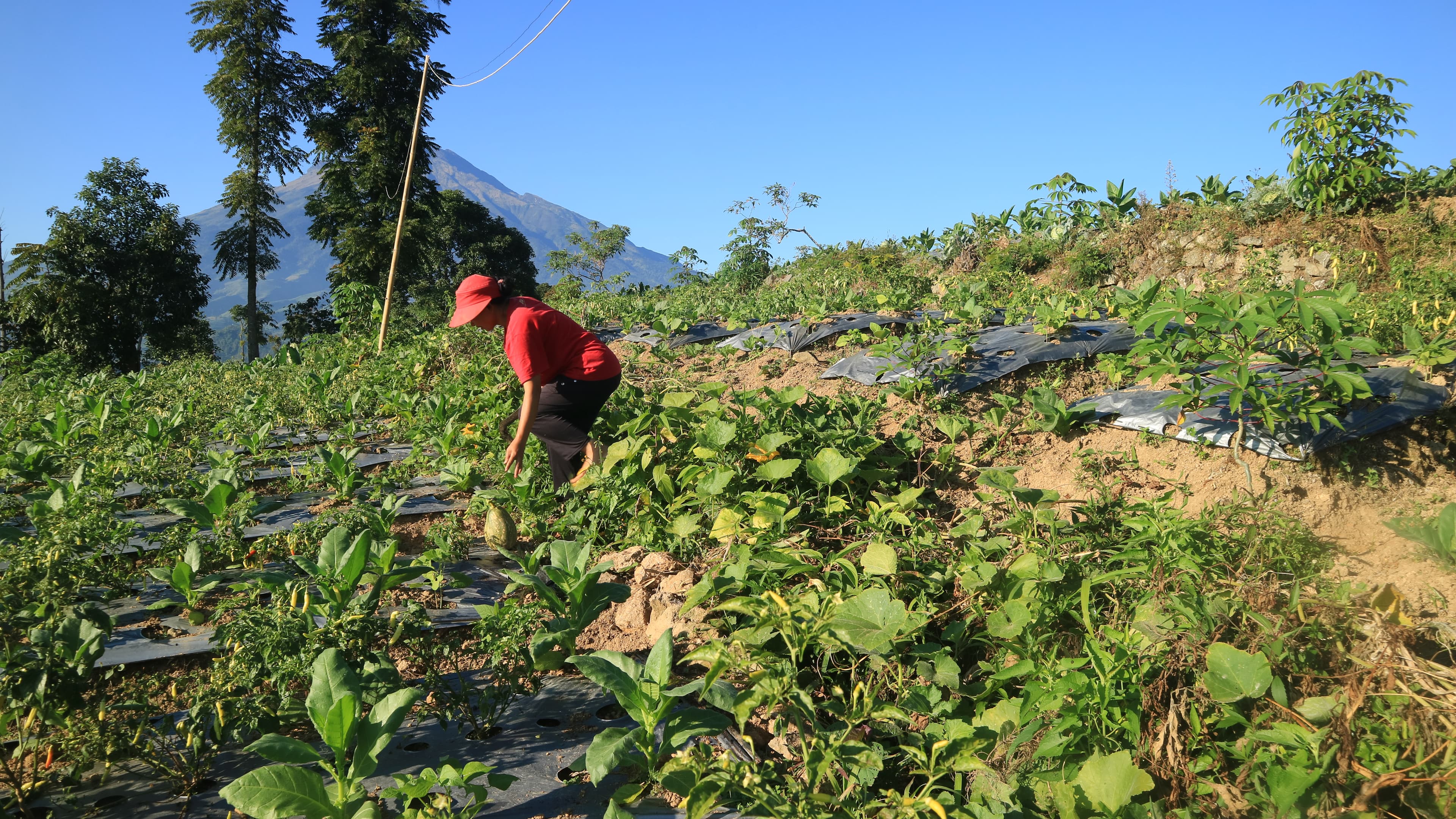 Terasering Sawah